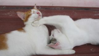 Thumbnail of post image 029