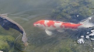 Thumbnail of post image 189